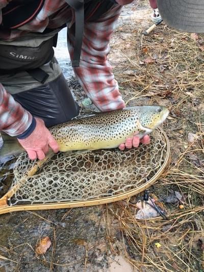 upper peninsula brown trout upper peninsula brown trout