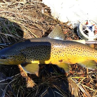 upper peninsula brown trout upper peninsula brown trout