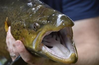 upper peninsula brown trout upper peninsula brown trout