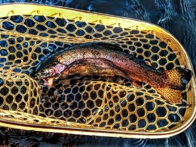 upper peninsula rainbow trout upper peninsula rainbow trout