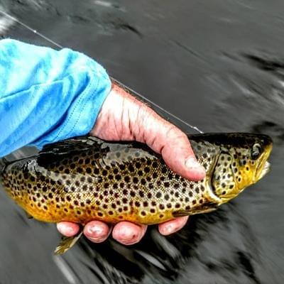 upper peninsula brown trout upper peninsula brown trout