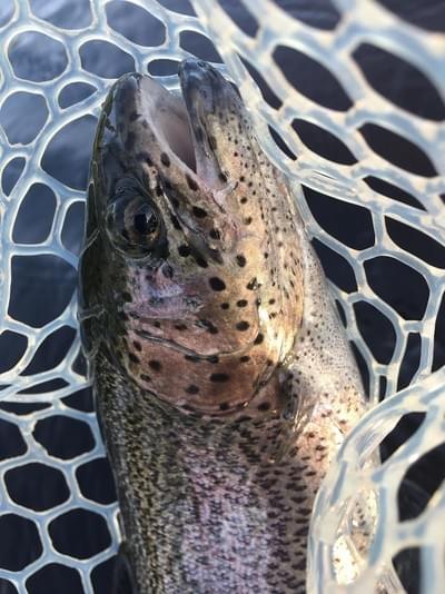 upper peninsula rainbow trout upper peninsula rainbow trout