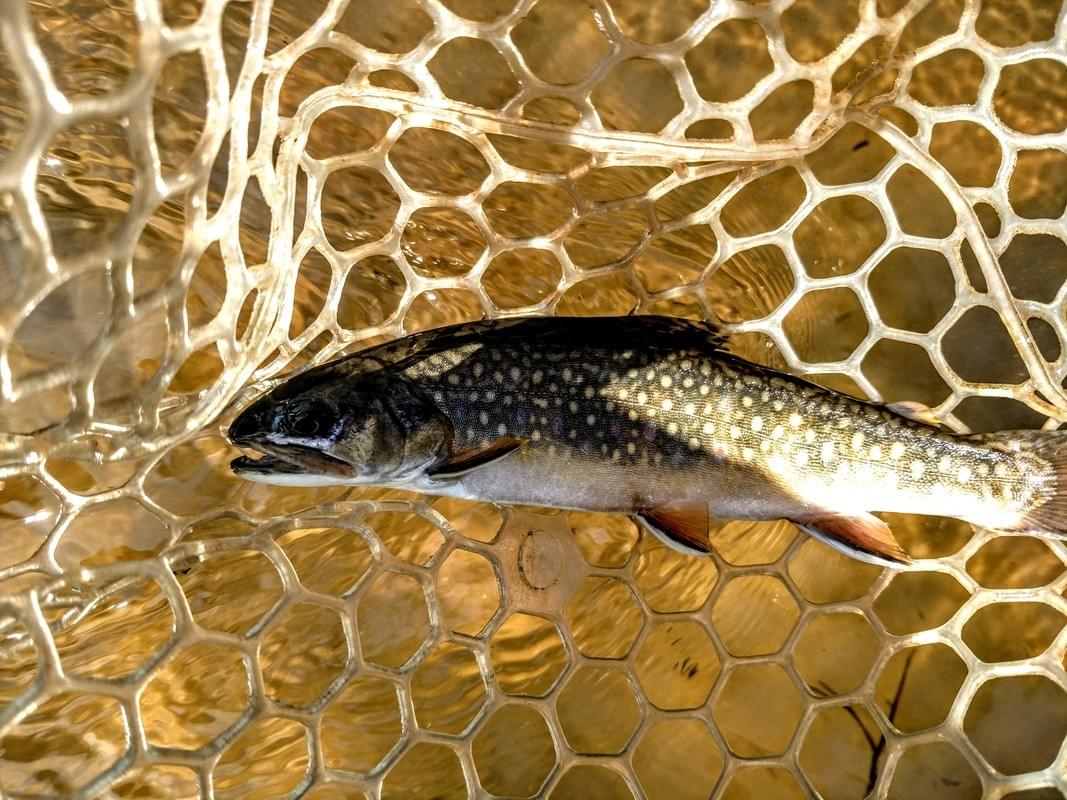 upper peninsula brook trout upper peninsula brook trout