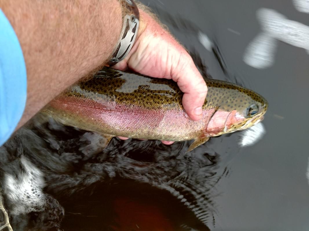 upper peninsula rainbow trout upper peninsula rainbow trout