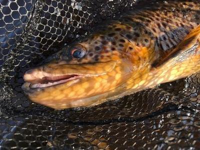 upper peninsula brown trout upper peninsula brown trout