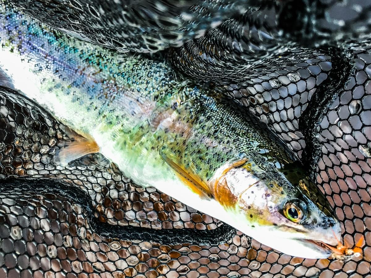 upper peninsula rainbow trout upper peninsula rainbow trout