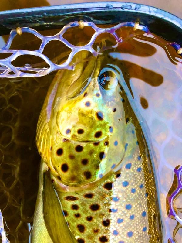 upper peninsula brown trout upper peninsula brown trout