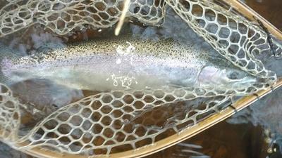 upper peninsula steelhead upper peninsula steelhead