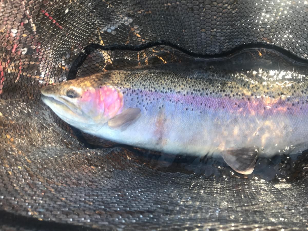 upper peninsula steelhead upper peninsula steelhead