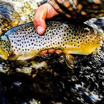 upper peninsula brown trout upper peninsula brown trout
