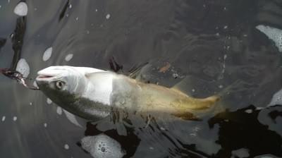 upper peninsula steelhead upper peninsula steelhead