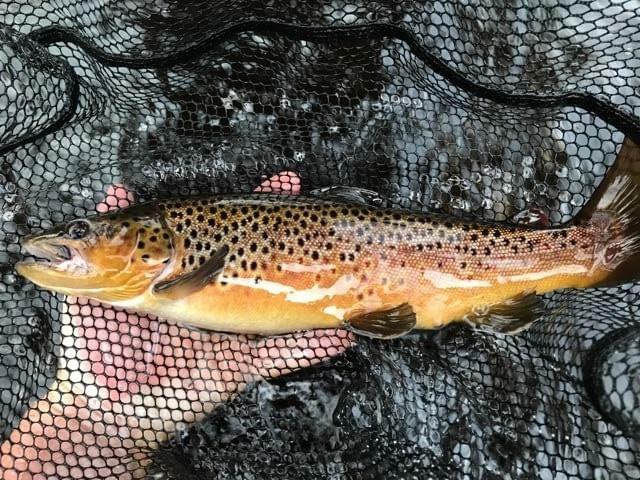 upper peninsula brown trout upper peninsula brown trout