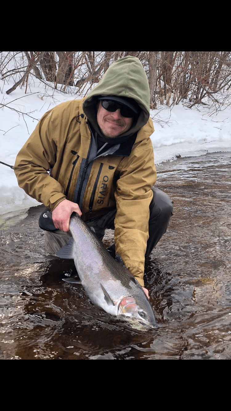 upper peninsula steelhead upper peninsula steelhead