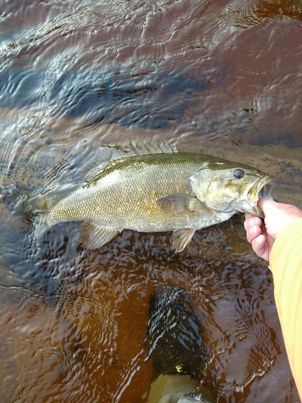 upper peninsula smallmouth upper peninsula smallmouth