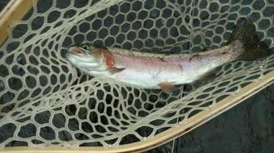 upper peninsula rainbow trout upper peninsula rainbow trout