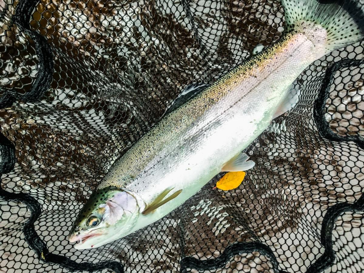 upper peninsula steelhead upper peninsula steelhead