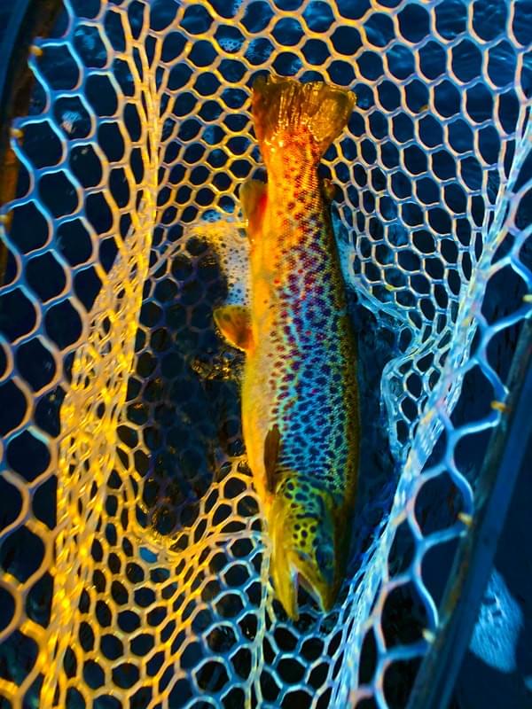 upper peninsula brown trout upper peninsula brown trout