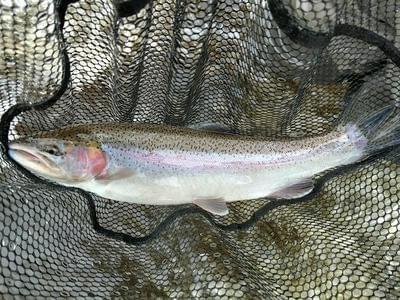 upper peninsula steelhead upper peninsula steelhead