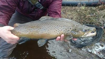 upper peninsula brown trout upper peninsula brown trout