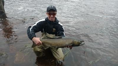upper peninsula king salmon upper peninsula king salmon