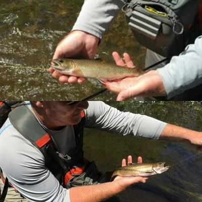 upper peninsula brook trout upper peninsula brook trout