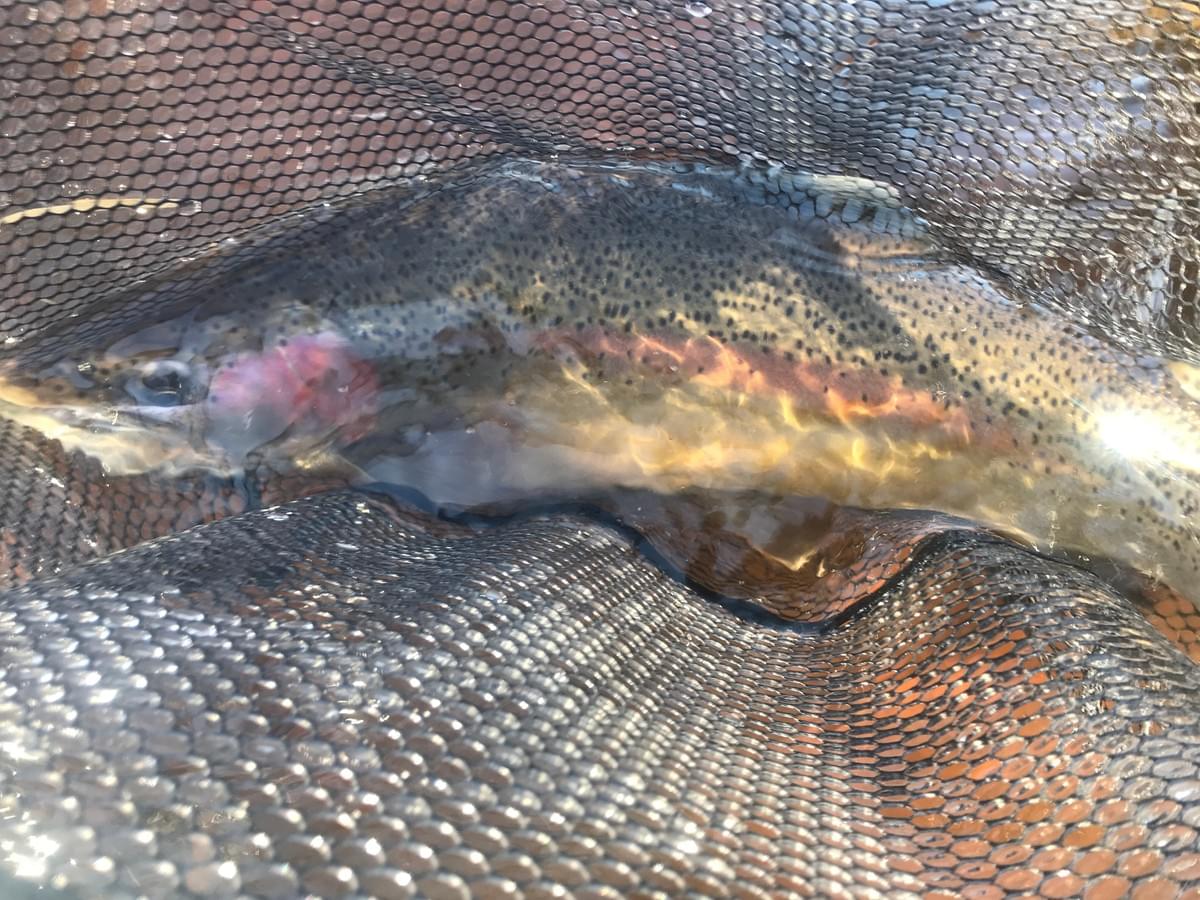 upper peninsula steelhead upper peninsula steelhead