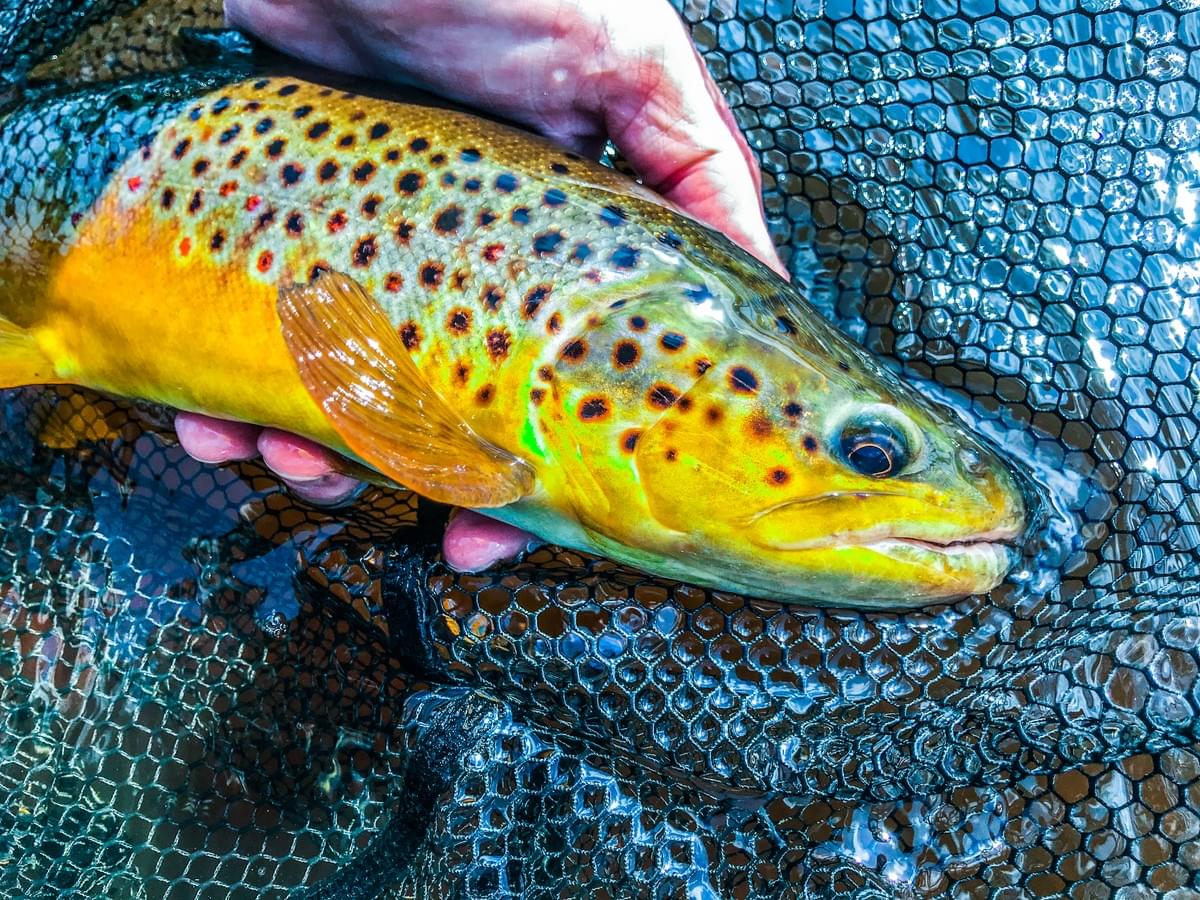 upper peninsula brown trout upper peninsula brown trout