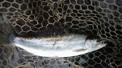 upper peninsula steelhead upper peninsula steelhead