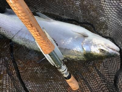 upper peninsula steelhead upper peninsula steelhead