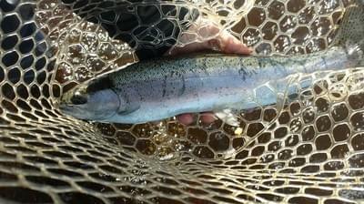 upper peninsula steelhead upper peninsula steelhead