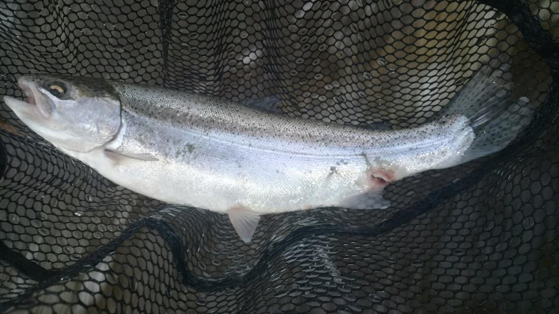 upper peninsula steelhead upper peninsula steelhead