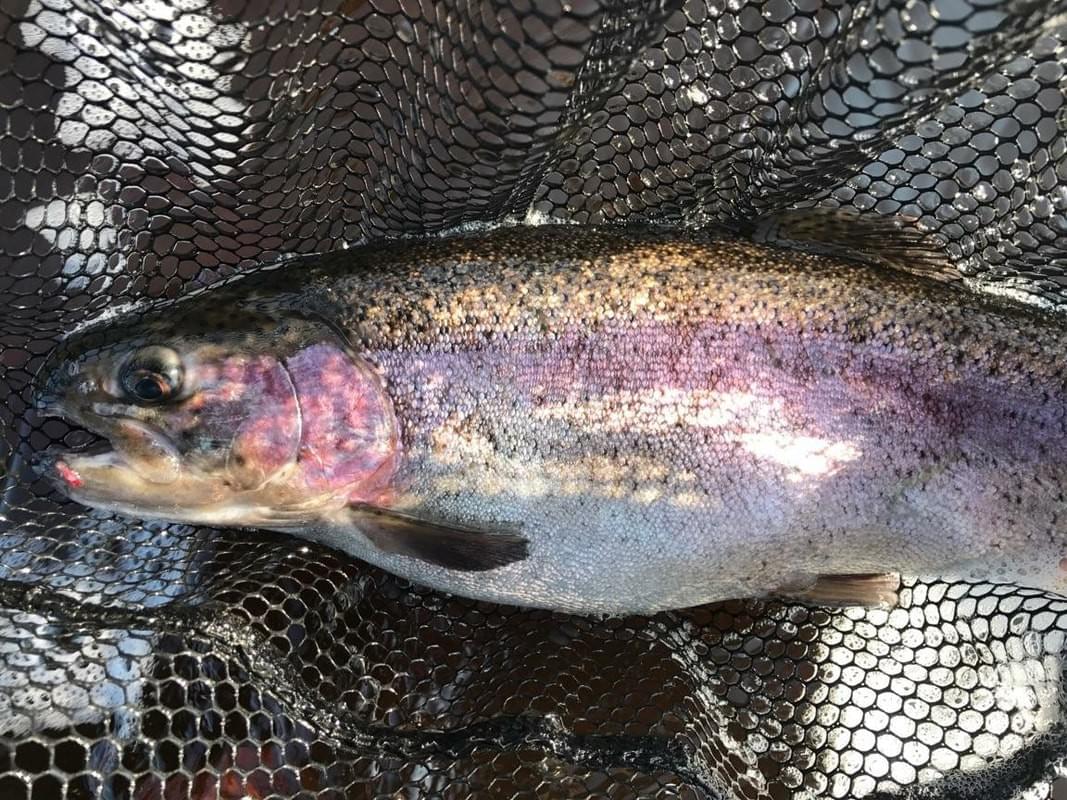 upper peninsula rainbow trout upper peninsula rainbow trout