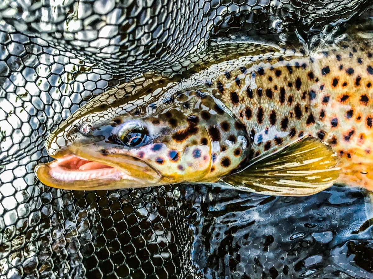 upper peninsula brown trout upper peninsula brown trout