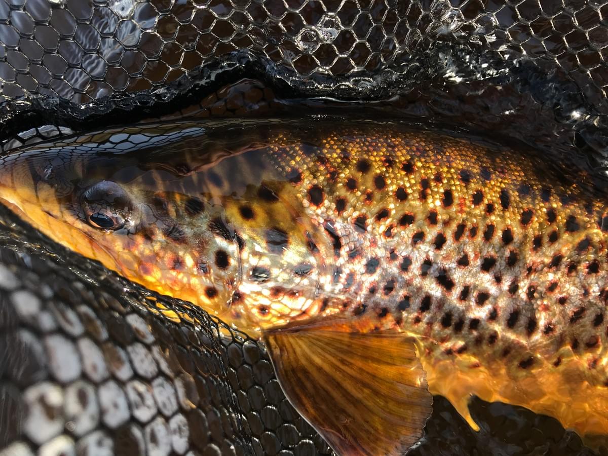 upper peninsula brown trout upper peninsula brown trout