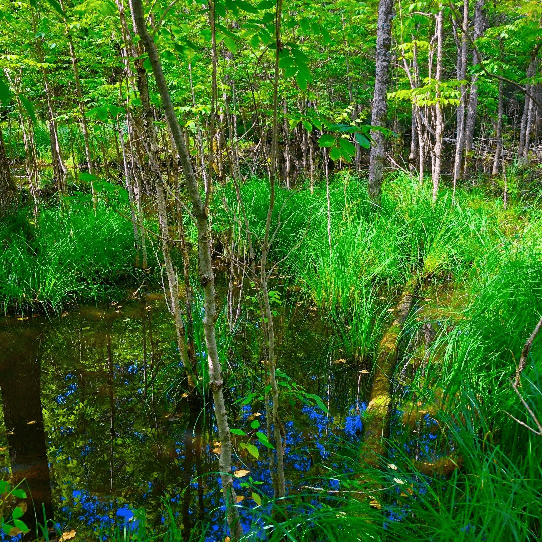 upper peninsula brook trout habitat upper peninsula brook trout habitat