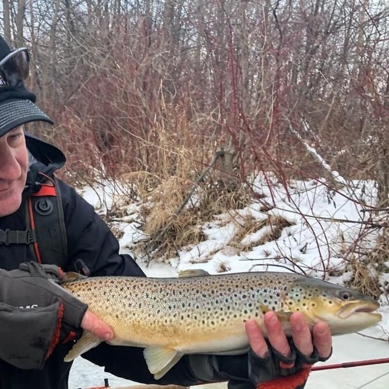 upper peninsula brown trout upper peninsula brown trout