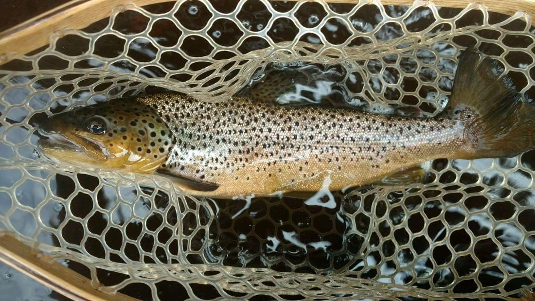 upper peninsula brown trout upper peninsula brown trout
