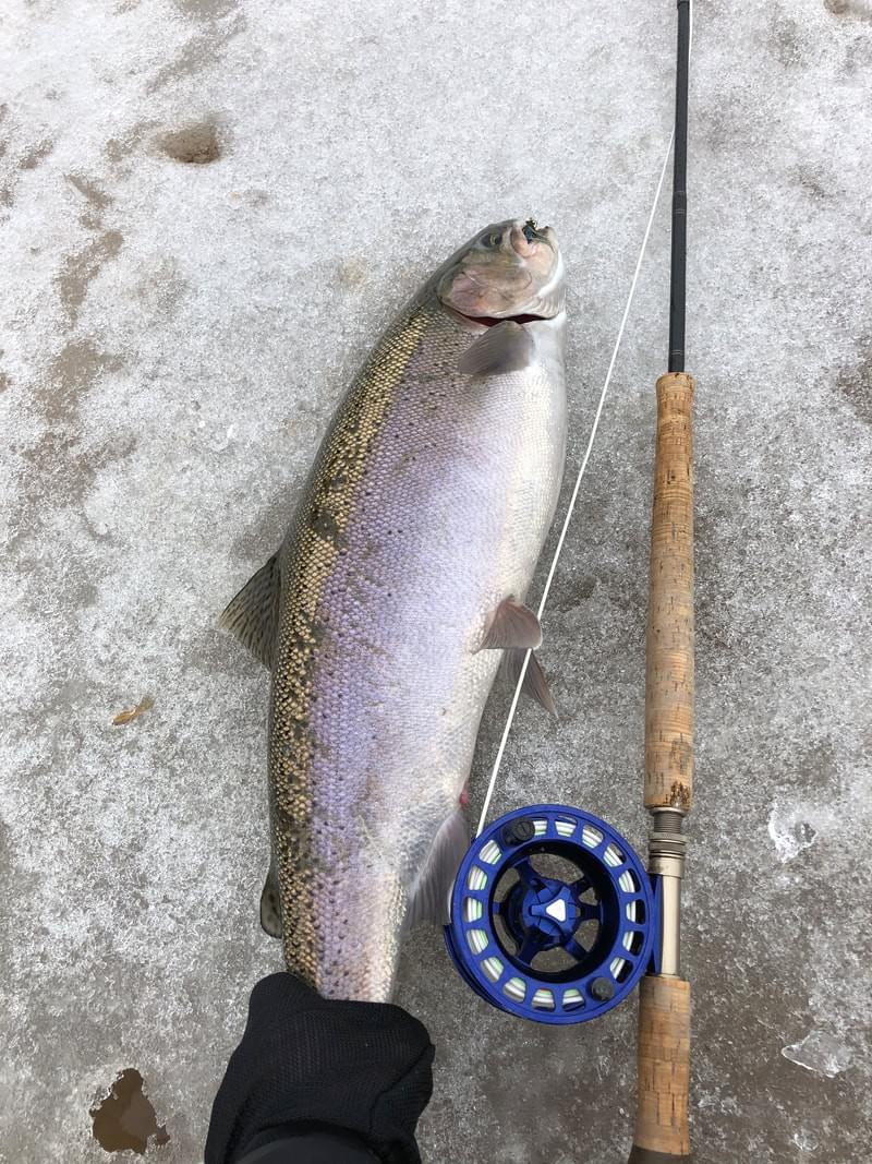 upper peninsula steelhead upper peninsula steelhead