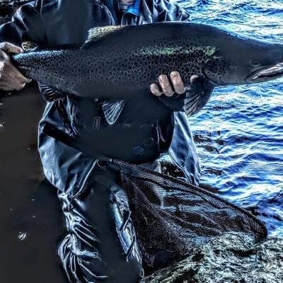 upper peninsula lake run brown trout upper peninsula lake run brown trout