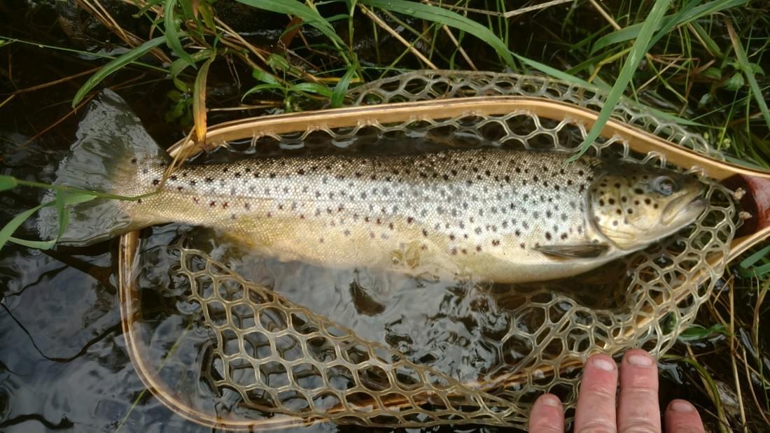 upper peninsula brown trout upper peninsula brown trout