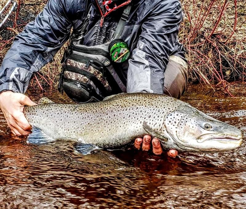 upper peninsula brown trout upper peninsula brown trout