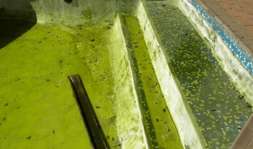 A swimming pool with green slime shows what happens when you neglect pool maintenance A swimming pool with green slime shows what happens when you neglect pool maintenance