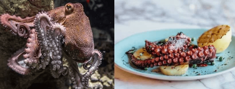 Photo of an octopus and calimari on a plate Photo of an octopus and calimari on a plate