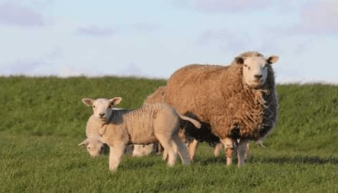 New Zealand lamb emits less carbon than UK lamb New Zealand lamb emits less carbon than UK lamb