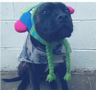 Dog wearing coat and beanie Dog wearing coat and beanie