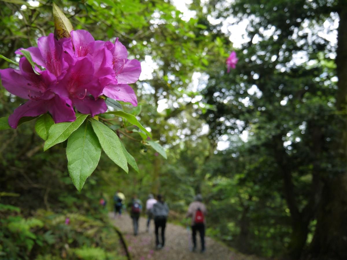 モアナヨガ 倉吉市打吹山でパークヨガ モアナヨガ 倉吉市打吹山でパークヨガ