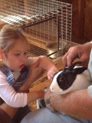 Low vision toddler with multiple disabilities petting a rabbit Low vision toddler with multiple disabilities petting a rabbit