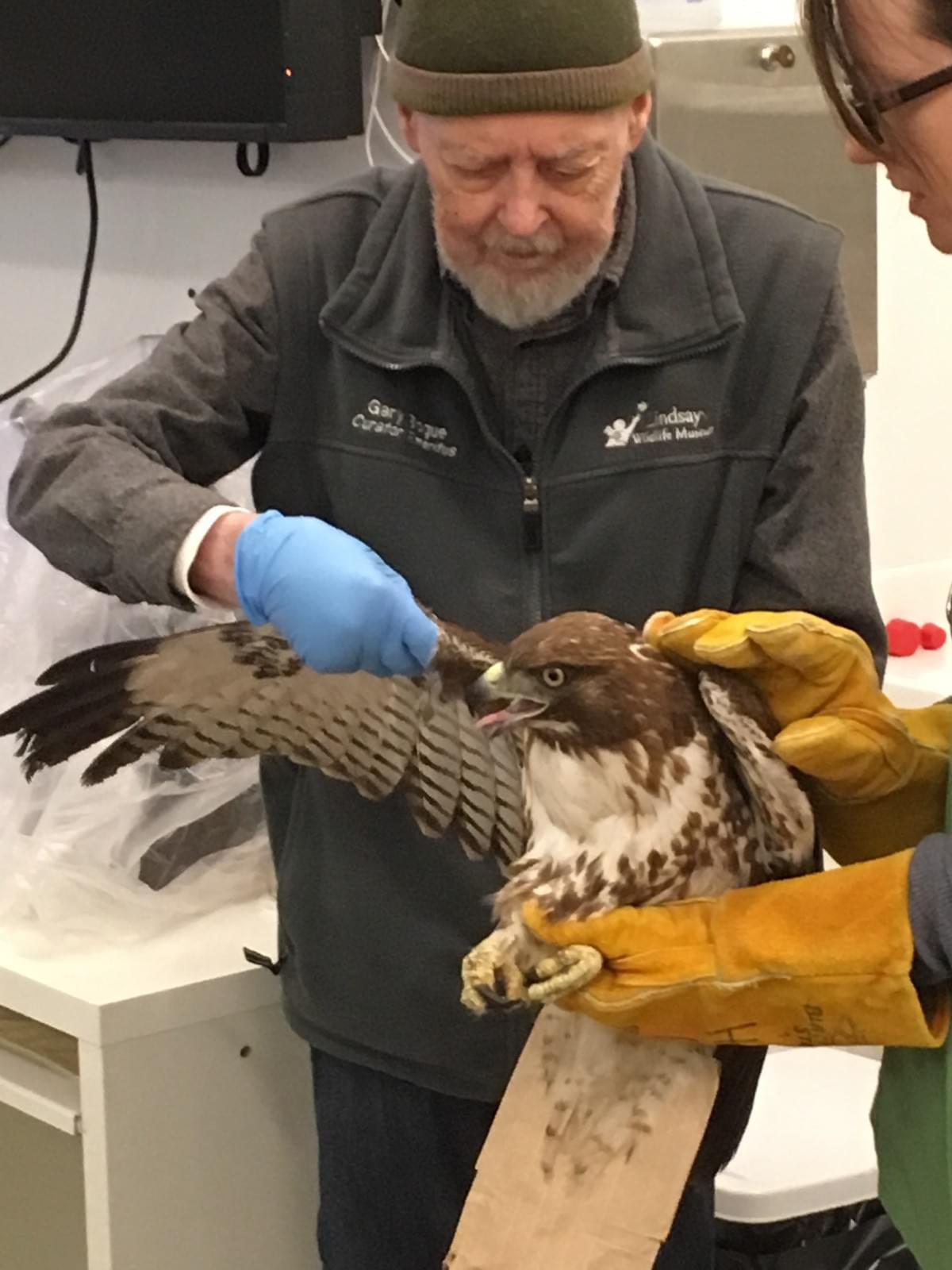 Gary Bogue assists Shannon McClain give physical therapy to an injured red-tailed hawk patient at the Lindsay Wildlife Hospital on Sat. March 9, 2019 Gary Bogue assists Shannon McClain give physical therapy to an injured red-tailed hawk patient at the Lindsay Wildlife Hospital on Sat. March 9, 2019