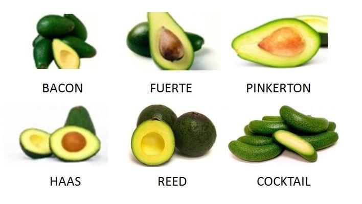 Variétés d'avocat (non exaustif) - Freskoa Variétés d'avocat (non exaustif) - Freskoa