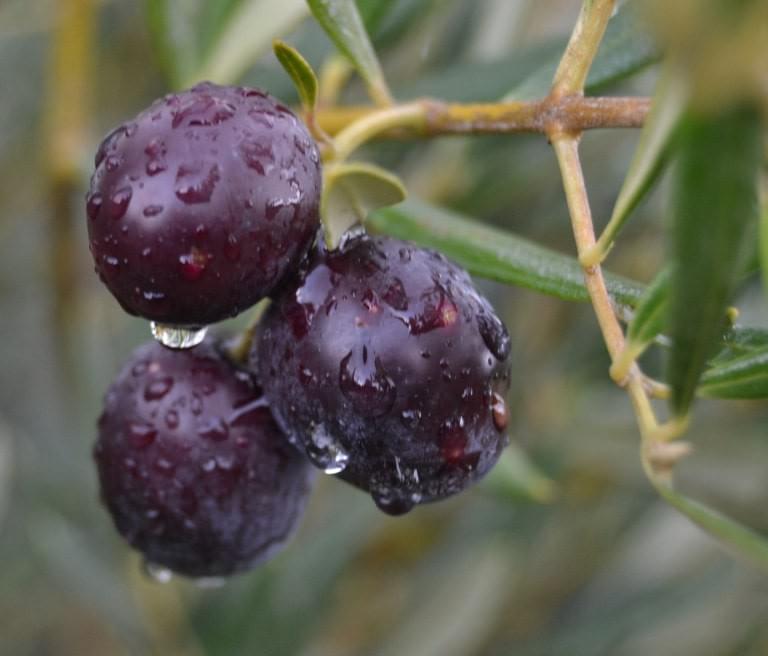 Freskoa : variété d'olive arraniz Freskoa : variété d'olive arraniz